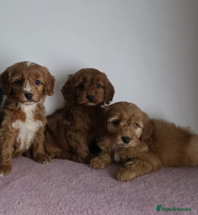 Cavapoo dogs Health checked cavapoo puppies - Advert 2