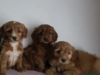 Cavapoo dogs Health checked cavapoo puppies - Advert 2