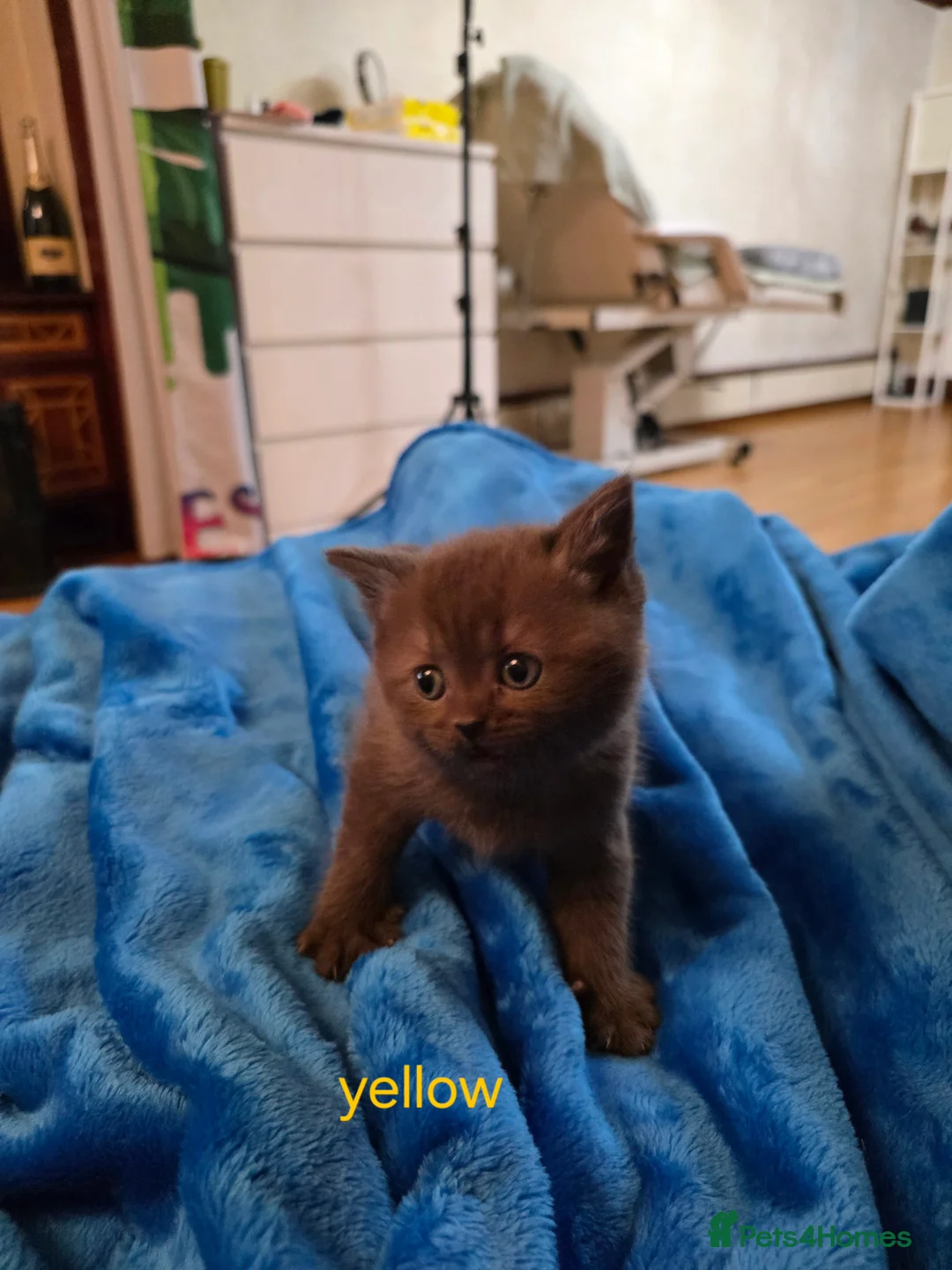 British Shorthair cats for sale: 🔥 Stunning British Shorthair Kittens to Reserve - Advert 36