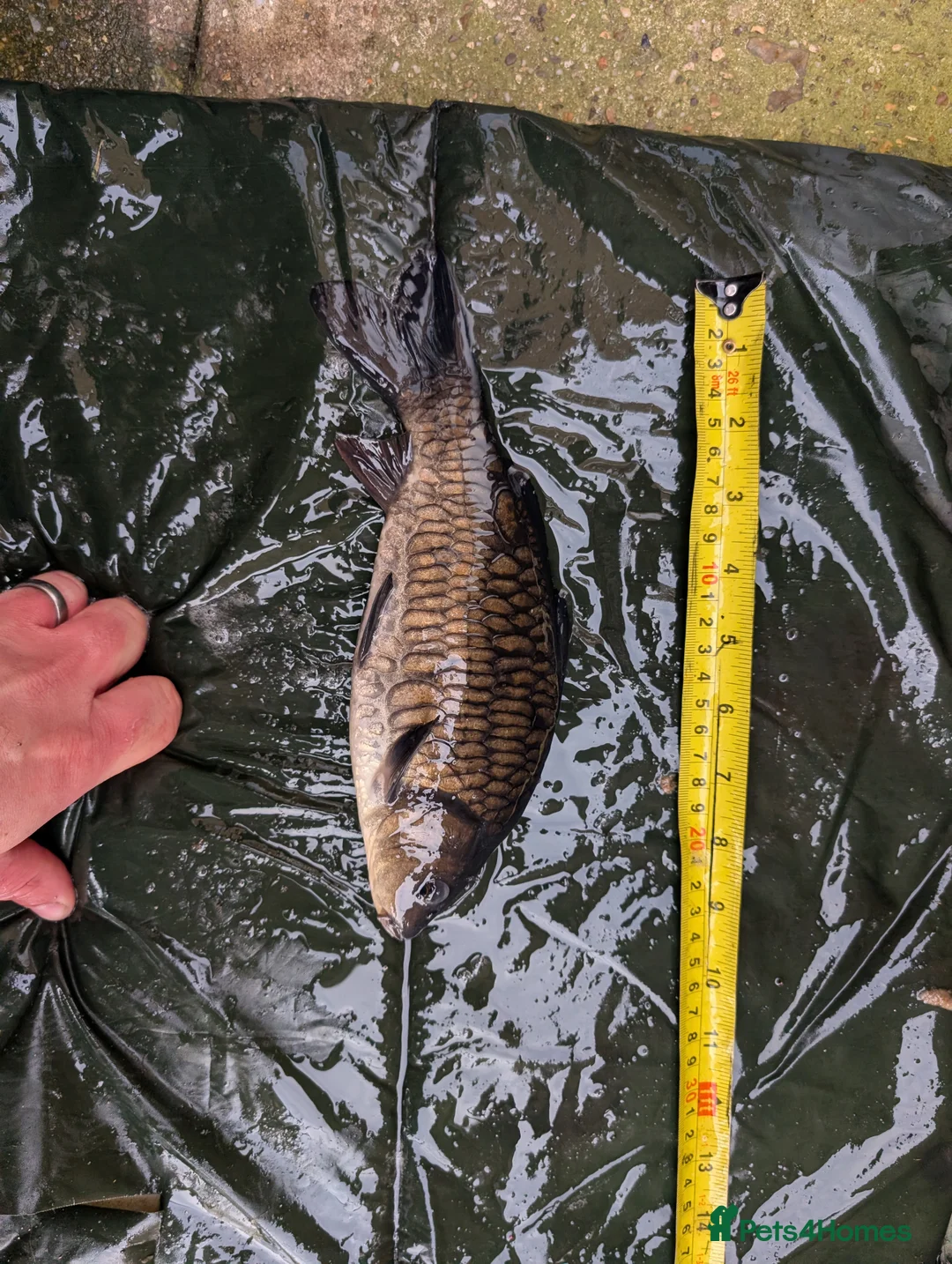 Cyprinids fish for sale: Pond fish for sale - Advert 6