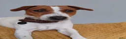 Jack Russell dogs for stud: Stud jack russell  - Advert 2