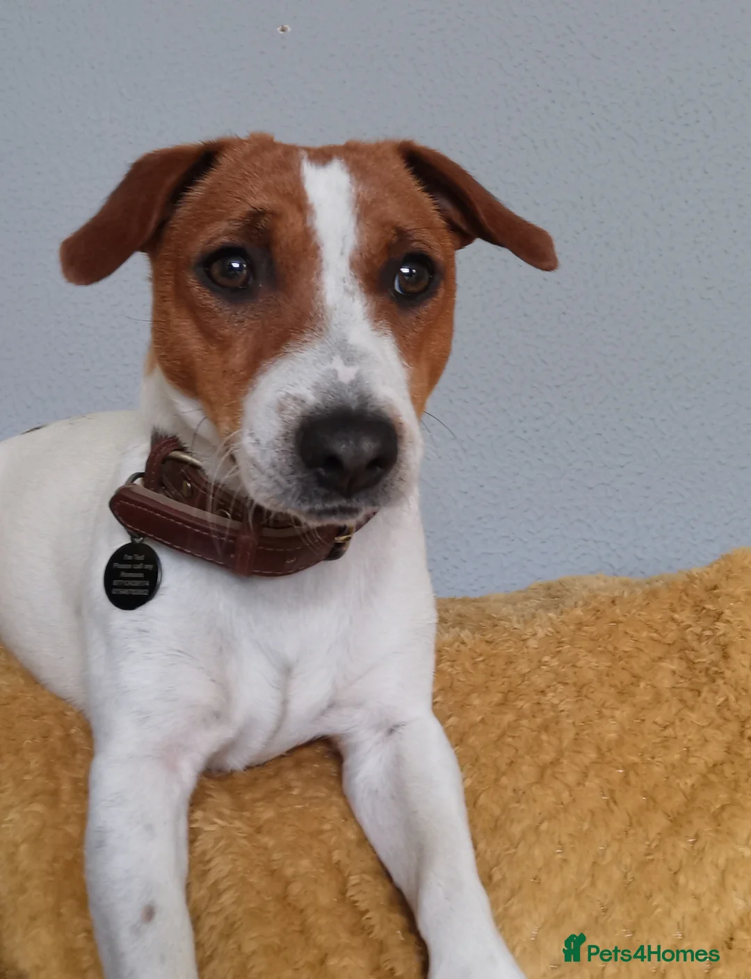 Jack Russell dogs for stud: Stud jack russell  - Advert 2