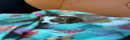 Cavalier King Charles Spaniel dogs for sale: Champion Cavalier Puppies in Wilmslow - Advert 8