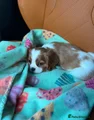 Cavalier King Charles Spaniel 8