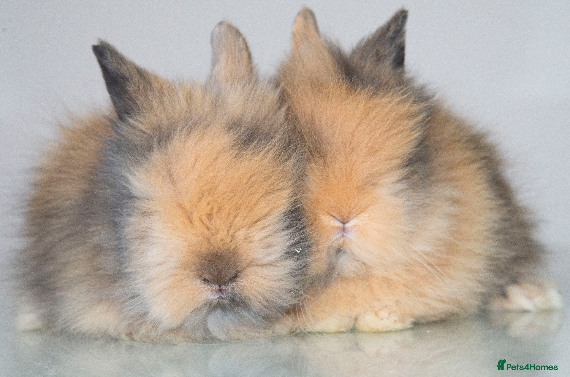 Lionhead rabbits for sale: *Ready Now* Double-maned Lionhead Rabbits 🐰 - Advert 6