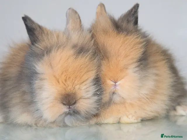 Lionhead rabbits for sale: *Ready Now* Double-maned Lionhead Rabbits 🐰 - Advert 6