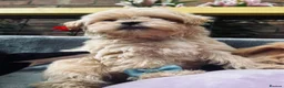 Maltipoo dogs for sale:  **  Miny Maltipoo – Beautiful Teddy Bear Face - Advert 16