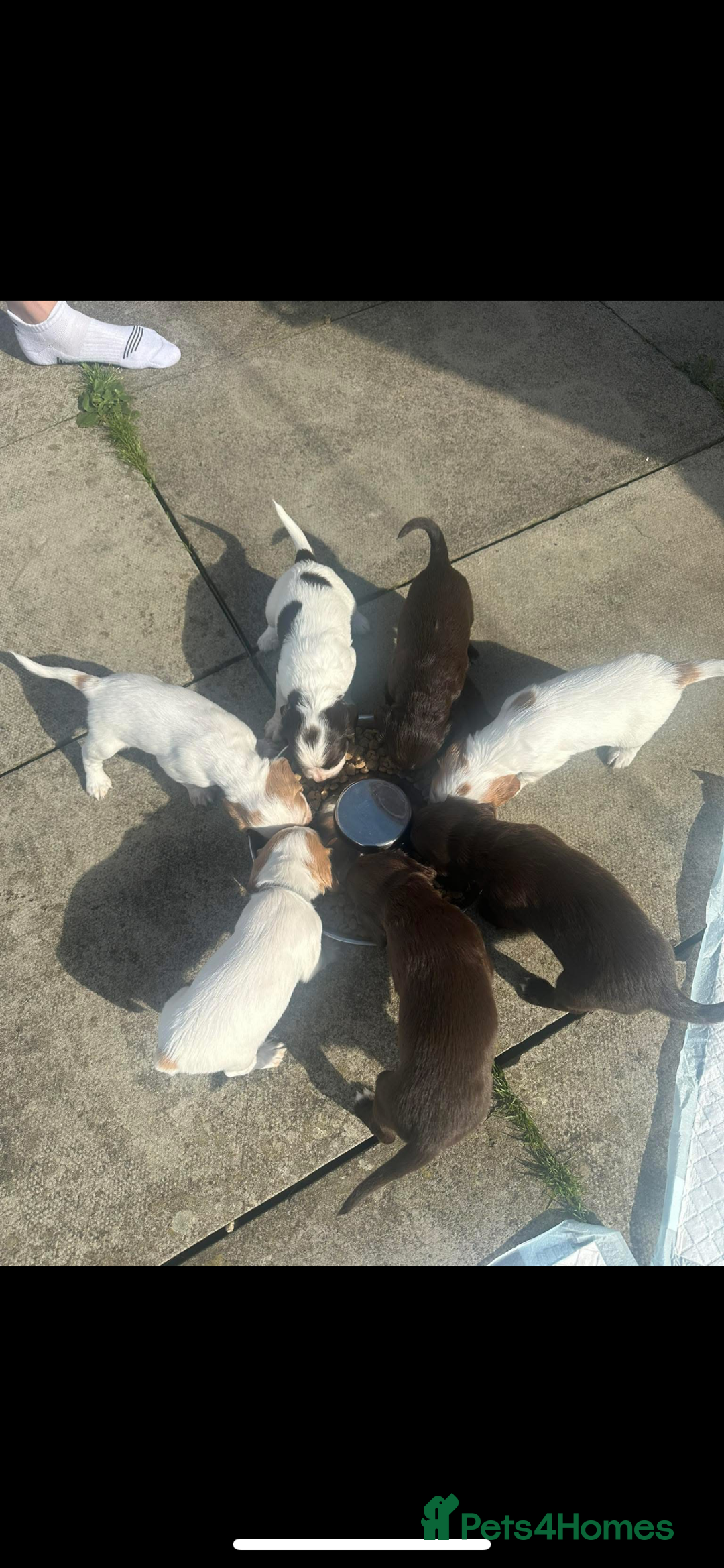 Cocker Spaniel dogs for sale: Cocker Spaniel Puppies ready 22nd October  - Image 10