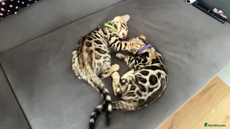 Bengal cats 🐆 Beautiful Purebred Bengal Kittens 🐾 - Advert 9