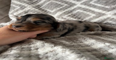 Miniature Dachshund dogs - Advert 4