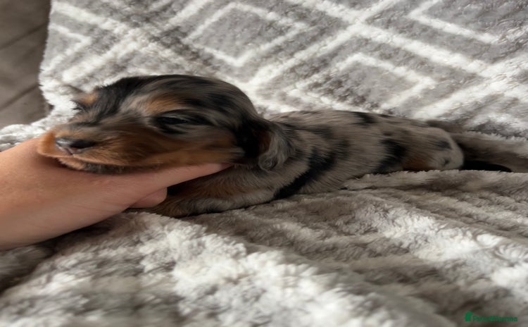 Miniature Dachshund dogs - Advert 2
