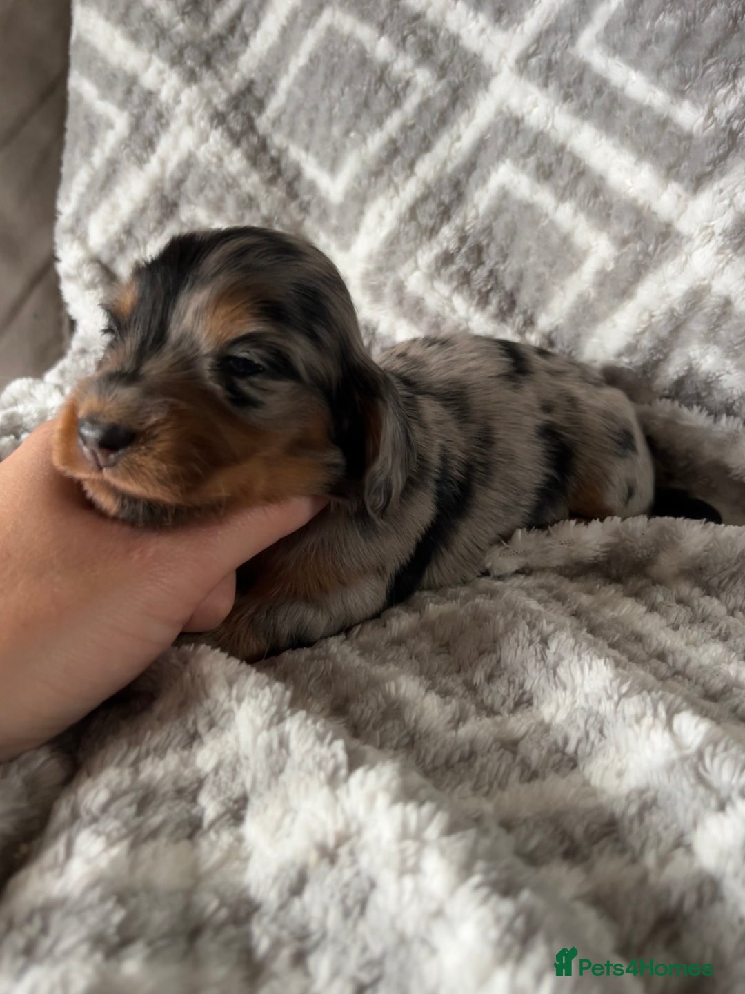 Miniature Dachshund dogs for sale: KC Longhaired Miniature Dachshunds  - Image 8