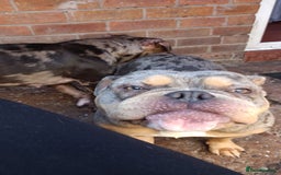 American Bully dogs for sale: Here is indi(moaning mertle)  - Image 1