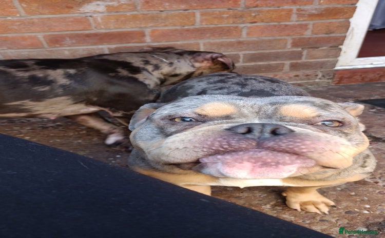 American Bully dogs - Advert 13