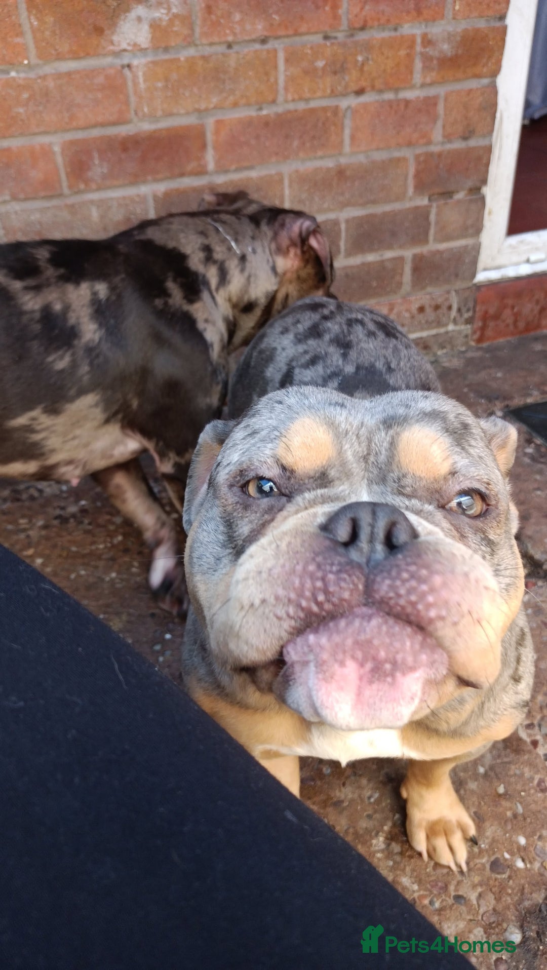 American Bully dogs for sale: Here is indi(moaning mertle)  - Image 1