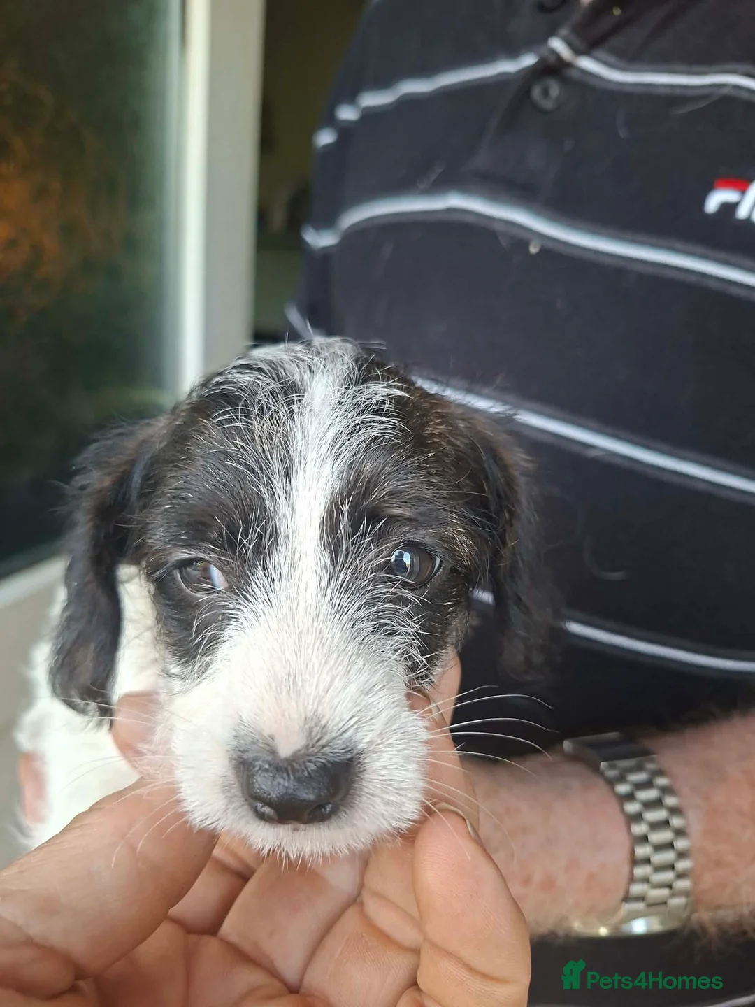 Jackapoo dogs for sale: JACKAPOO READY NOW. - Advert 2