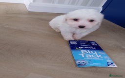 Maltipoo dogs for sale: Maltipoo puppies boy and girl available  - Image 19