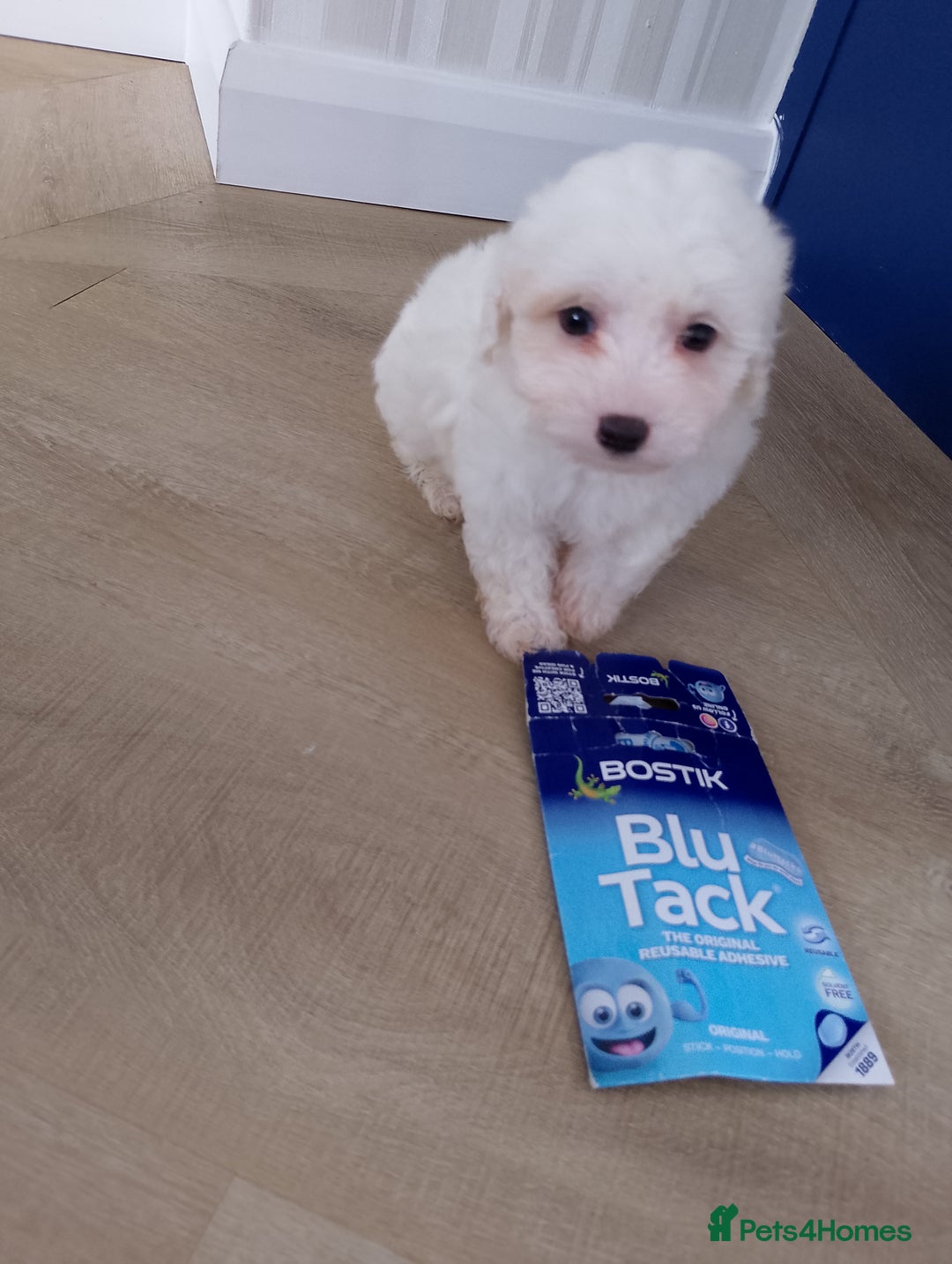 Maltipoo dogs for sale: Maltipoo puppies boy and girl available  - Image 19