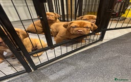 Dogue De Bordeaux dogs for sale: Excellent home bred pups - Advert 5