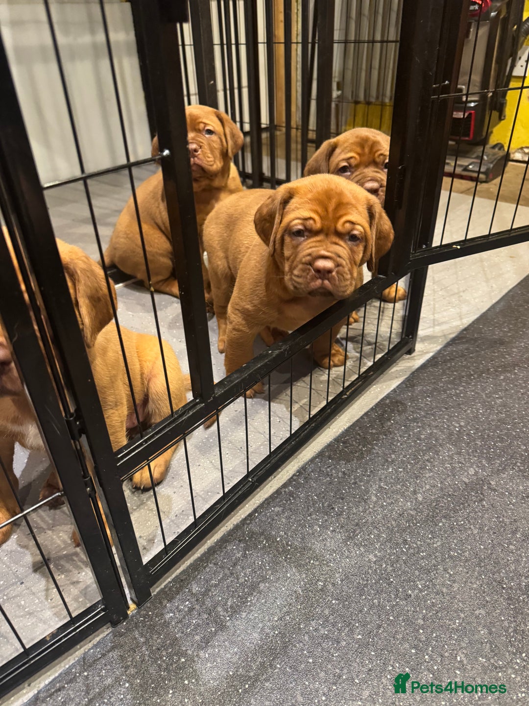 Dogue De Bordeaux dogs for sale: Excellent home bred pups - Advert 5