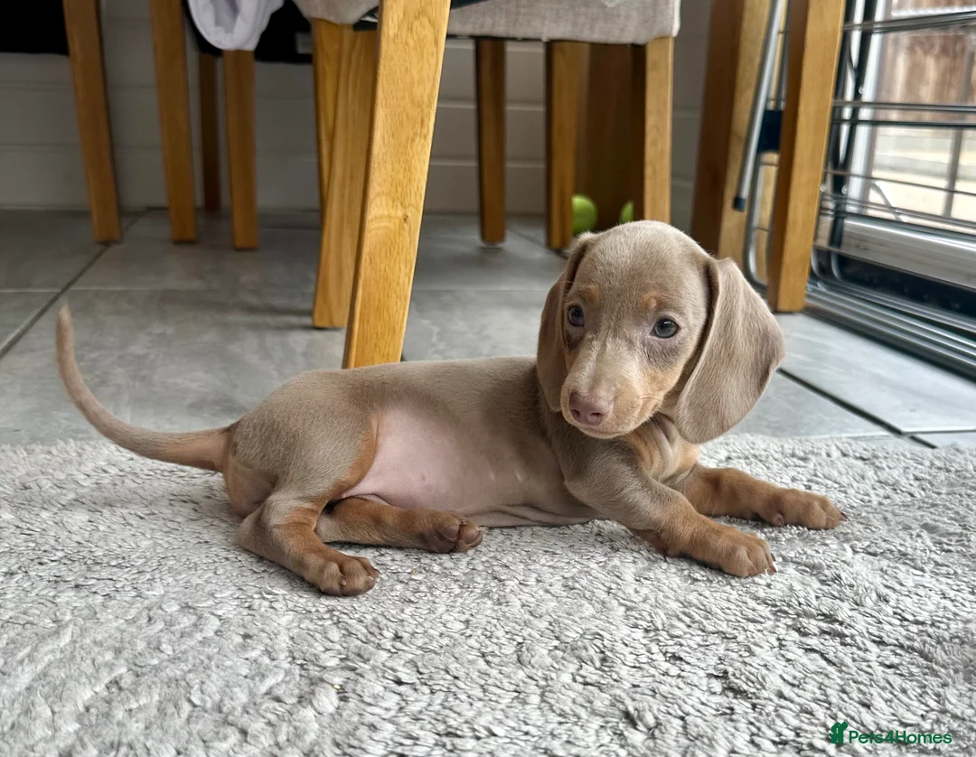 Miniature Dachshund dogs for sale: Miniature Dutch hound puppies - Advert 1