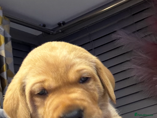 Labrador Retriever dogs 🐾 Fox Red Labrador Puppies🐾 - Advert 8