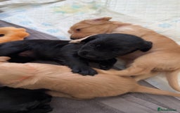 Cocker Spaniel dogs for sale: Cocker spaniel puppies for sale  - Image 13