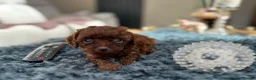 Toy Poodle dogs for sale: Adorable mini Asian poodle  - Advert 10