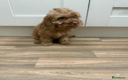Cockapoo dogs for sale: Rehomed biscuits looking for 5*home - Image 11