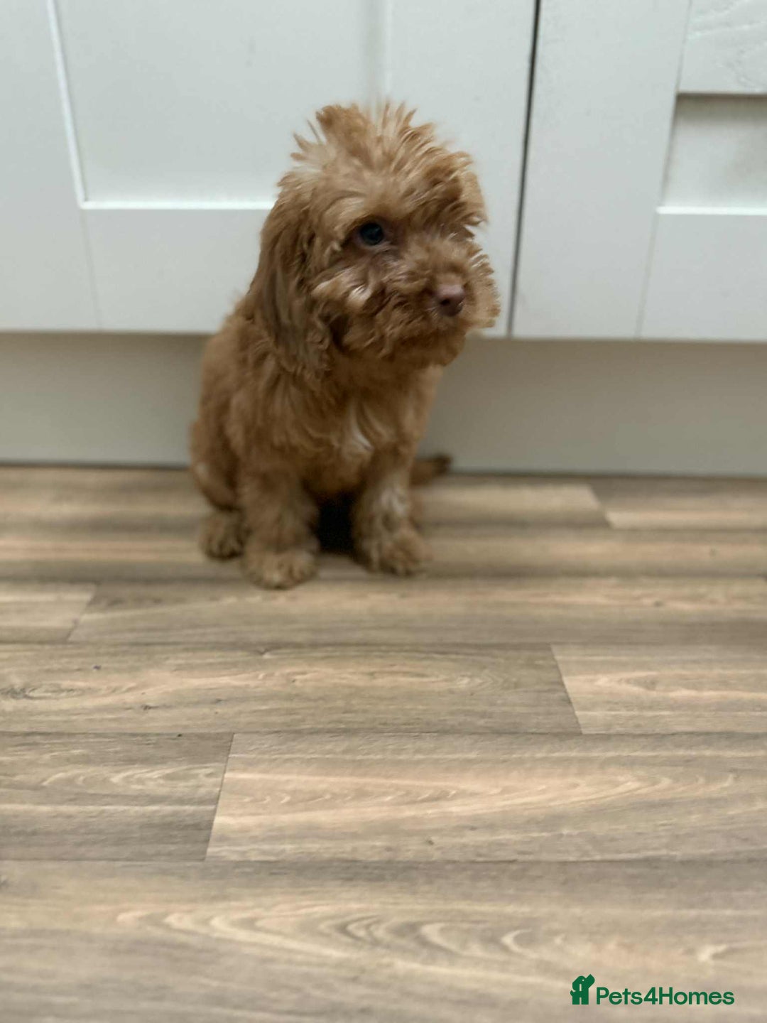 Cockapoo dogs for sale: Rehomed biscuits looking for 5*home - Image 11