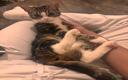 Mixed Breed cats for sale: Kittens  - Advert 1