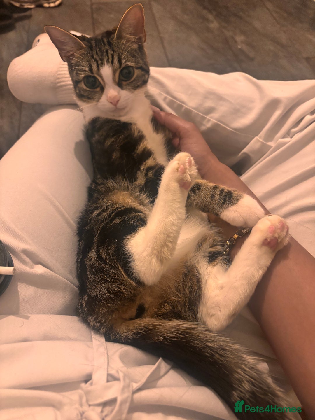 Mixed Breed cats for sale: Kittens  - Advert 1