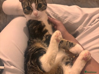 Mixed Breed cats Kittens - Advert 1