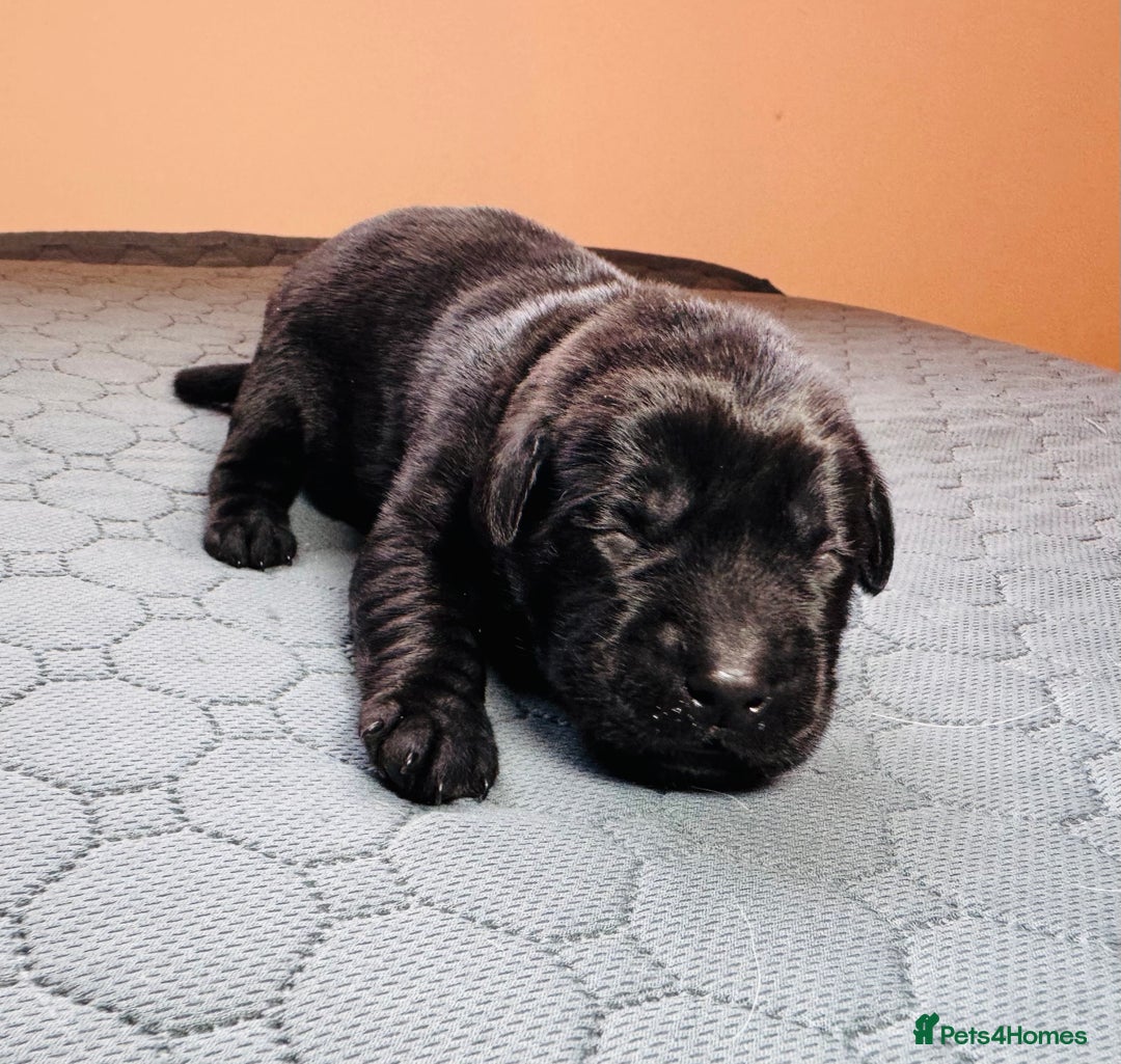 Labrador Retriever dogs for sale: Beautiful Working Black Labradors 🐾🐾 - Advert 7