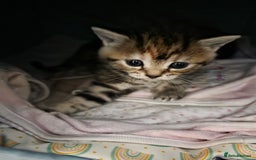 Mixed Breed cats for sale: Kittens - Mixed Breed  - Image 9