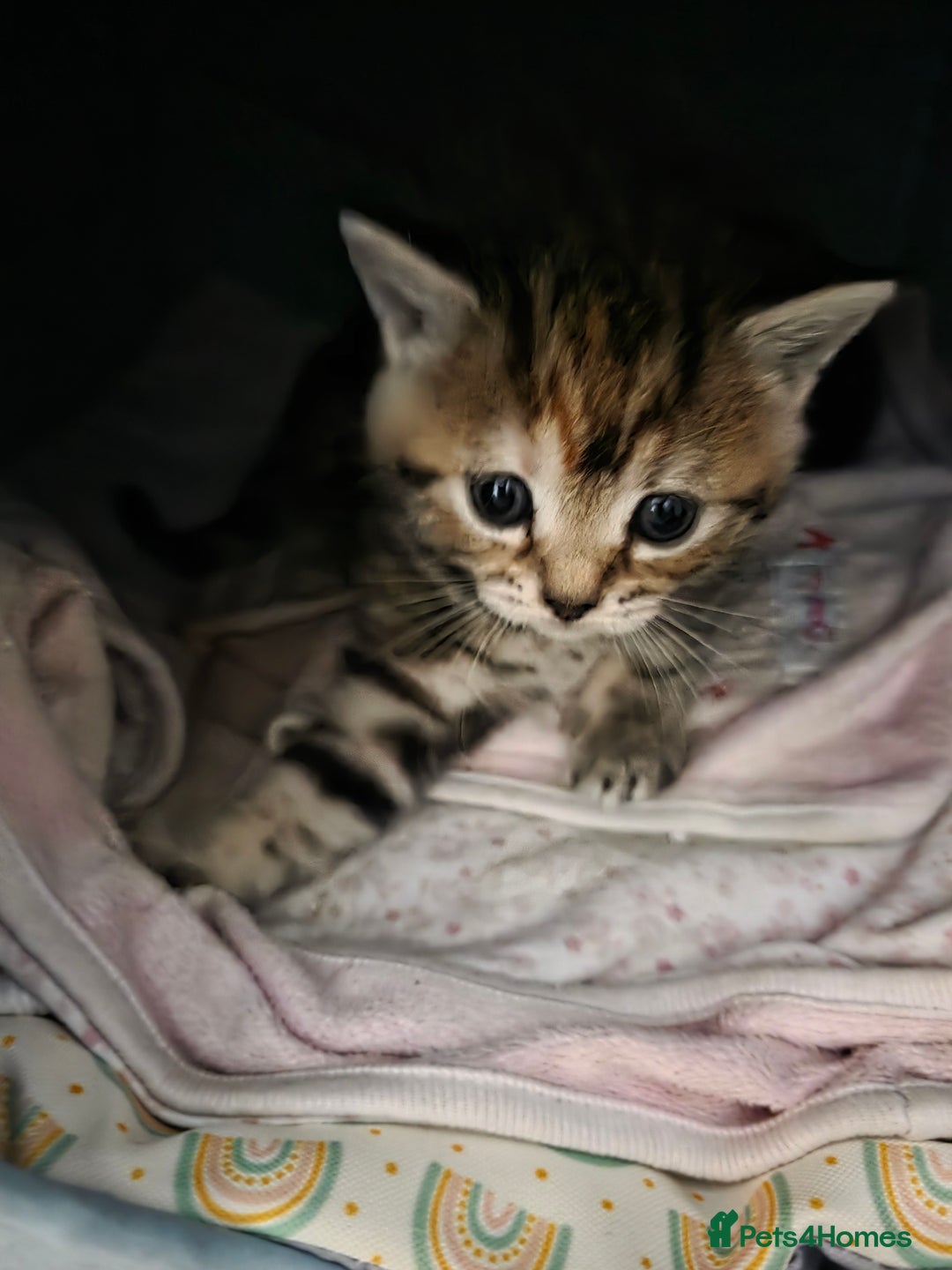 Mixed Breed cats for sale: Kittens - Mixed Breed  - Image 9