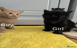 Mixed Breed cats for sale: wonderful Kittens  - Image 5