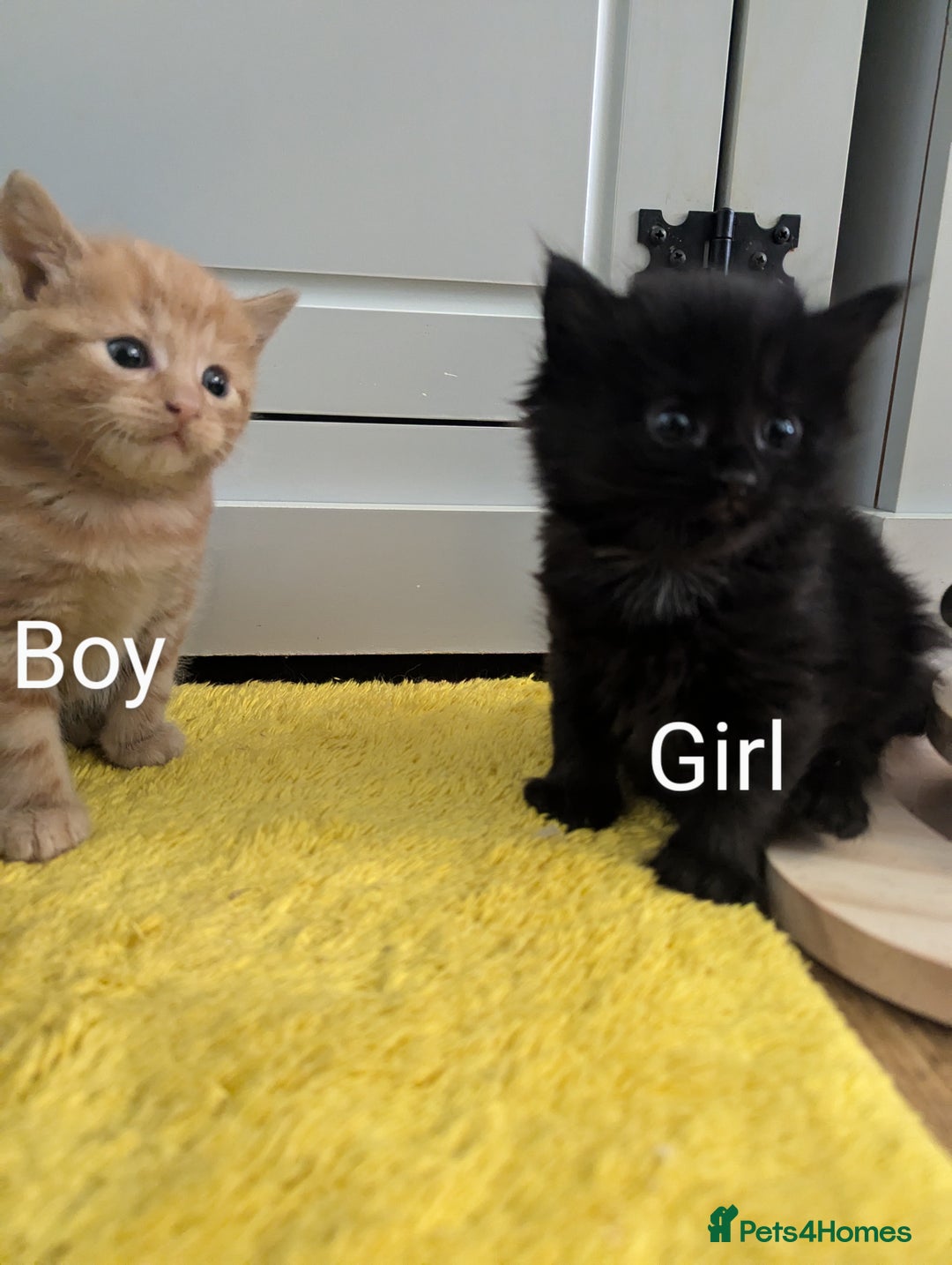 Mixed Breed cats for sale: wonderful Kittens  - Image 5