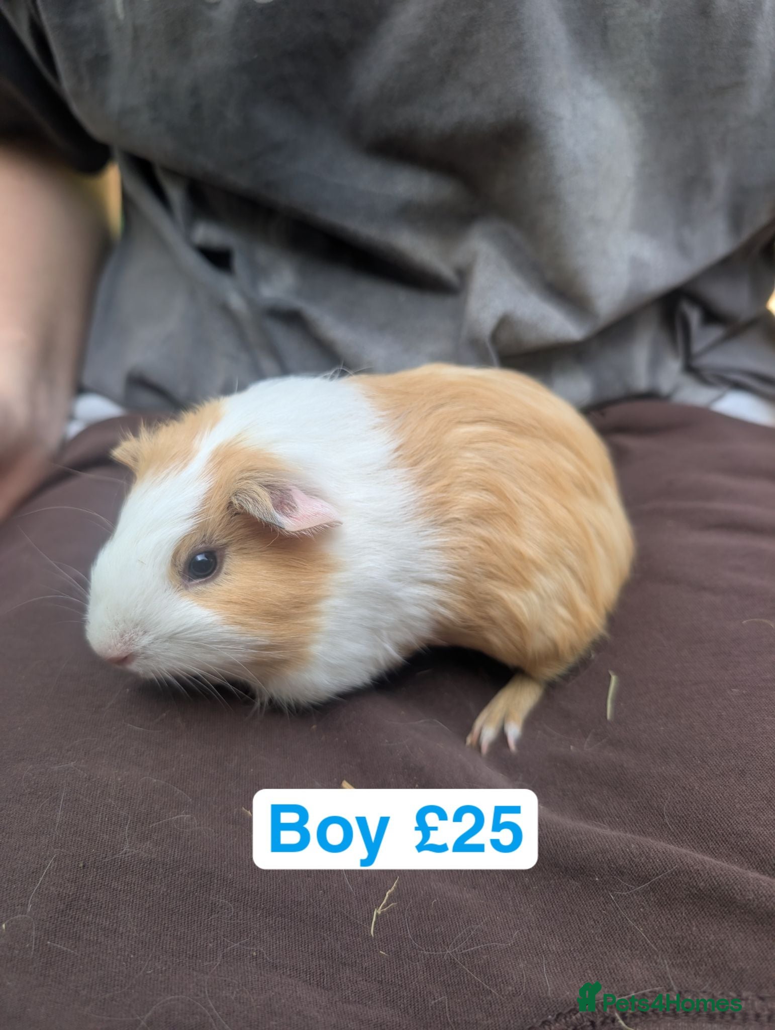 Guinea Pig rodents Guinea pigs girls and boys  - Advert 5