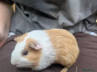 Guinea Pig rodents Guinea pigs girls and boys - Advert 5