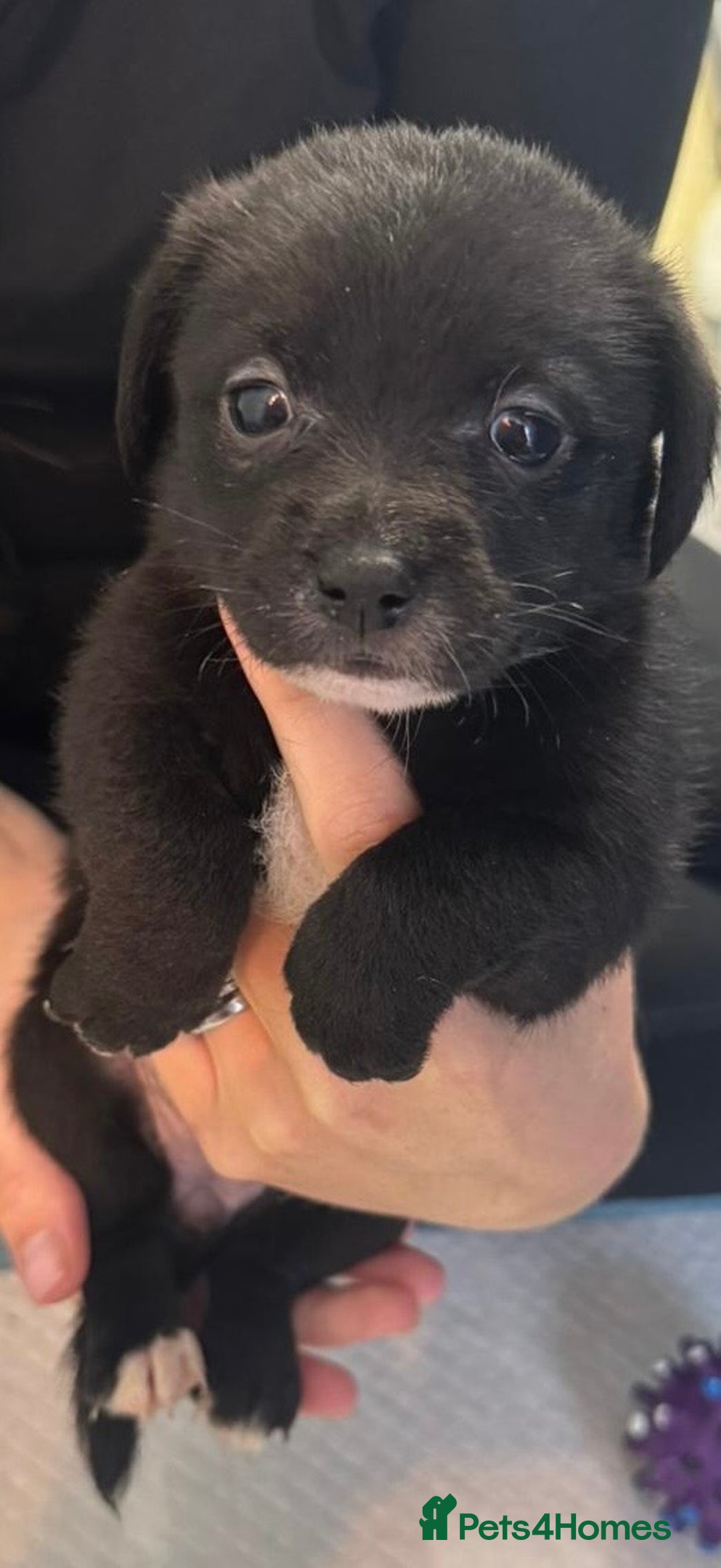 Mixed Breed dogs for sale: Jack Russell X Pomeranian Puppy’s for sale   - Image 8