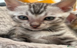 Bengal cats for sale: Bengal kittens ready now boys and girls  - Image 5