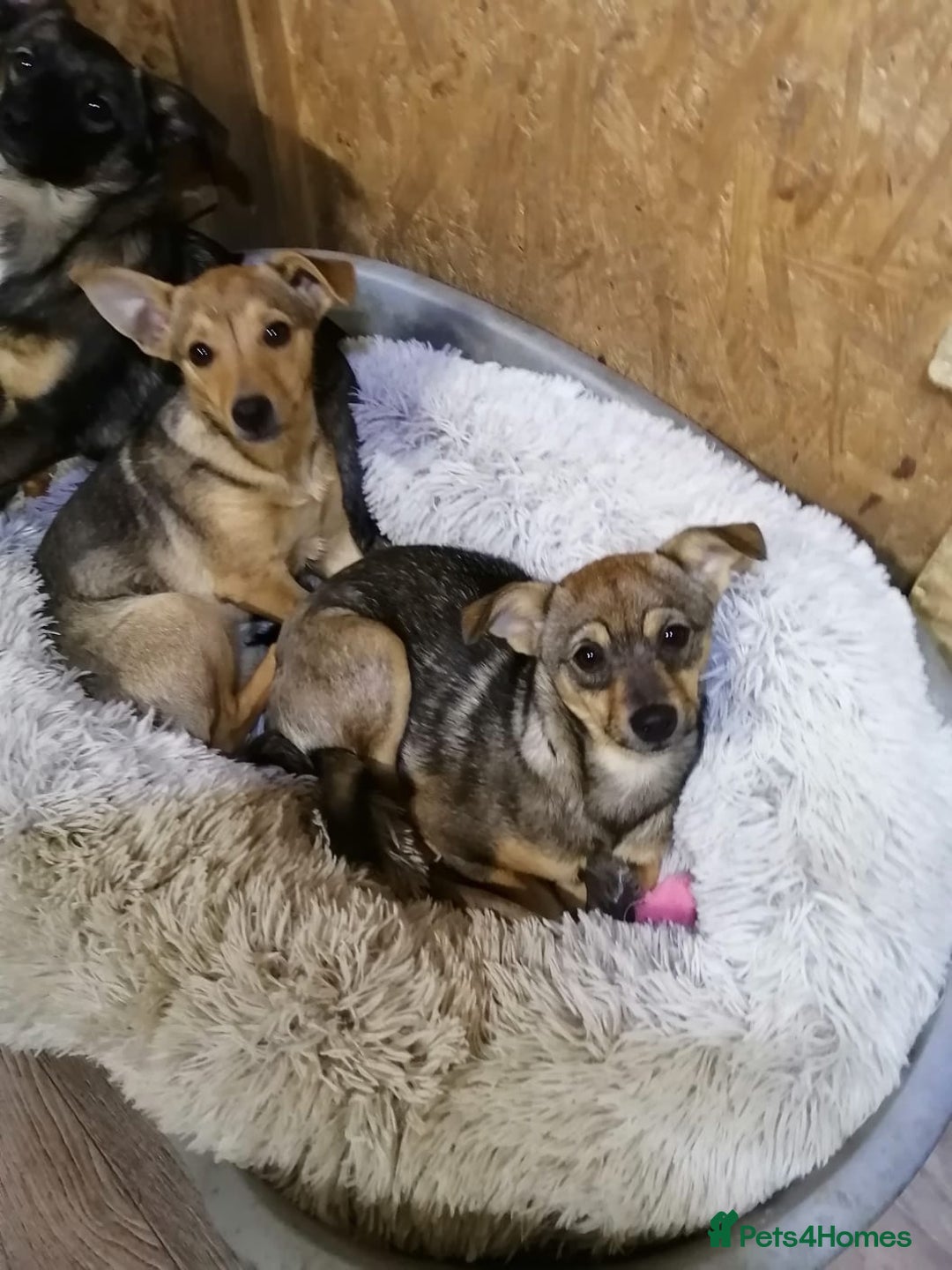 Mixed Breed dogs for adoption: ❤️NIKA & LIKA❤️ - 7 months wonderful small girls - Advert 9