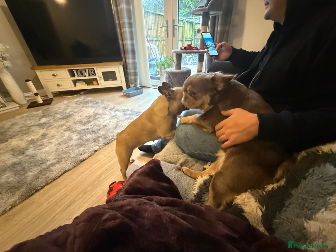 French Bulldog dogs for sale: Fluffy frenchie - Advert 1