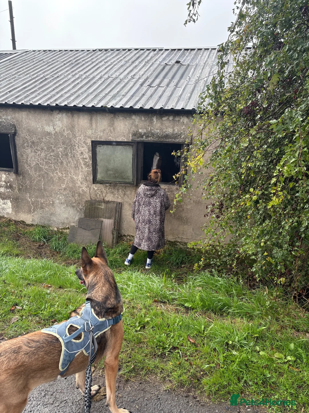 Mixed Breed dogs for sale: 3 year old German X Belgian mallinois in Warrington - Advert 2