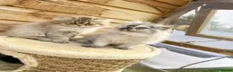 Persian cats for sale: BEAUTIFUL DOLL FACE FULL PERSIAN LONG HAIR KITTEN - Advert 7