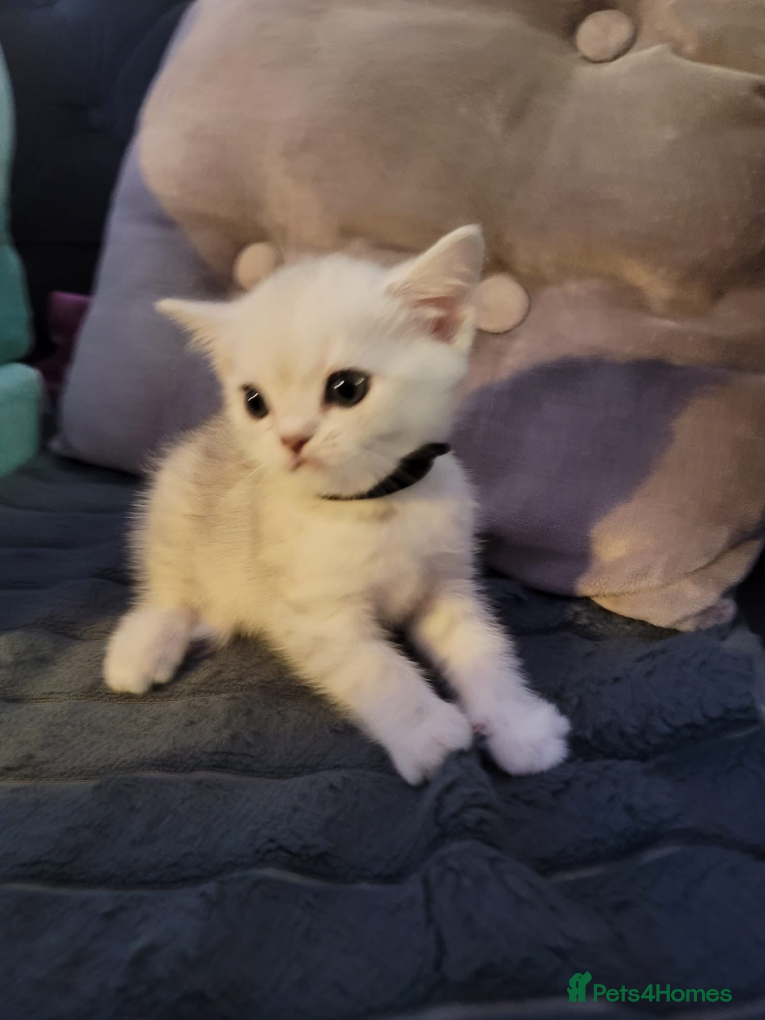 British Shorthair cats for sale: Beautiful kittens – 2 Boys & 2 Girls Ready Now  - Advert 12
