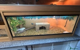 Tortoise reptiles for sale: Herman’s tortoise  - Image 2