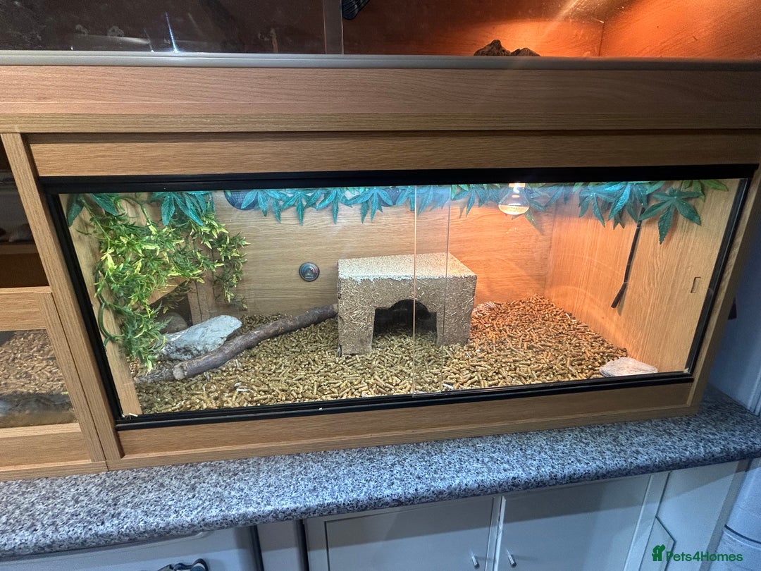 Tortoise reptiles for sale: Herman’s tortoise  - Image 2