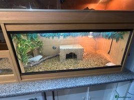 Tortoise reptiles - Advert 3